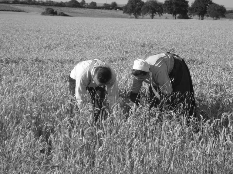 La Javelle du Pays d’Ancenis : javelle tradition